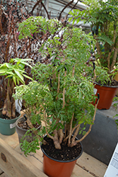 Ming Aralia (Polyscias fruticosa) at Echter's Nursery & Garden Center