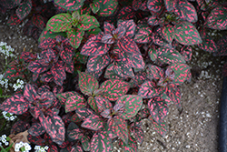 Hippo Red Polka Dot Plant (Hypoestes phyllostachya 'G14157') at Echter's Nursery & Garden Center