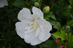 White Pillar Rose of Sharon (Hibiscus syriacus 'Gandini van Aart') at Echter's Nursery & Garden Center