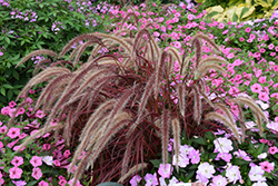 Fireworks Fountain Grass (Pennisetum setaceum 'Fireworks') at Echter's Nursery & Garden Center