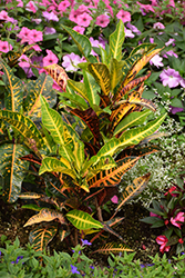 Variegated Croton (Codiaeum variegatum) at Echter's Nursery & Garden Center