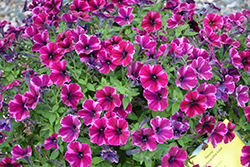 Crazytunia Ultra Violet Petunia (Petunia 'Crazytunia Ultra Violet') at Echter's Nursery & Garden Center