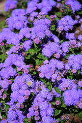 Bumble Blue Flossflower (Ageratum 'Wesagbubl') at Echter's Nursery & Garden Center