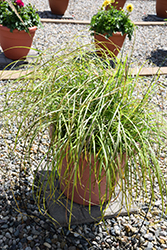 Little Miss Maiden Grass (Miscanthus sinensis 'Little Miss') at Echter's Nursery & Garden Center