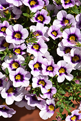 Bloomtastic Serenity Calibrachoa (Calibrachoa 'Bloomtastic Serenity') at Echter's Nursery & Garden Center