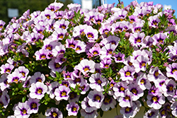 Bloomtastic Serenity Calibrachoa (Calibrachoa 'Bloomtastic Serenity') at Echter's Nursery & Garden Center