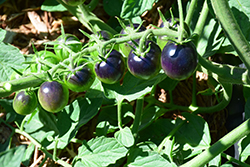 Midnight Snack Tomato (Solanum lycopersicum 'Midnight Snack') at Echter's Nursery & Garden Center