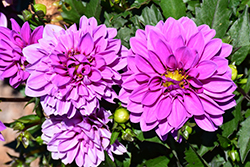 Dahlinova Hypnotica Lavender Dahlia (Dahlia 'Hypnotica Lavender') at Echter's Nursery & Garden Center