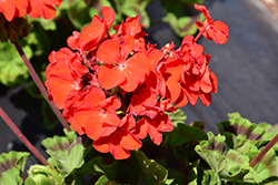 Maverick Scarlet Geranium (Pelargonium 'Maverick Scarlet') at Echter's Nursery & Garden Center