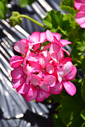 Maverick Violet Picotee Geranium (Pelargonium 'Maverick Violet Picotee') at Echter's Nursery & Garden Center