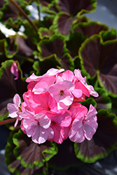 BullsEye Light Pink Geranium (Pelargonium 'BullsEye Light Pink') at Echter's Nursery & Garden Center