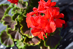BullsEye Red Geranium (Pelargonium 'BullsEye Red') at Echter's Nursery & Garden Center