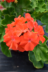 Maverick Orange Geranium (Pelargonium 'Maverick Orange') at Echter's Nursery & Garden Center