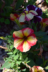 Crazytunia Citrus Twist Petunia (Petunia 'Crazytunia Citrus Twist') at Echter's Nursery & Garden Center