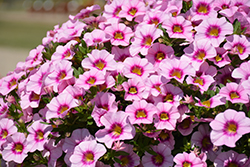 Bloomtastic Rose Quartz Calibrachoa (Calibrachoa 'Bloomtastic Rose Quartz') at Echter's Nursery & Garden Center