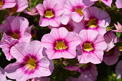 Bloomtastic Rose Quartz Calibrachoa (Calibrachoa 'Bloomtastic Rose Quartz') at Echter's Nursery & Garden Center