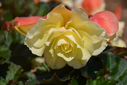 Fragrant Falls Lemon Begonia (Begonia 'Fragrant Falls Lemon') at Echter's Nursery & Garden Center