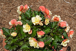 Fragrant Falls Lemon Begonia (Begonia 'Fragrant Falls Lemon') at Echter's Nursery & Garden Center