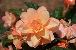 Fragrant Falls Peach Begonia (Begonia 'Fragrant Falls Peach') at Echter's Nursery & Garden Center