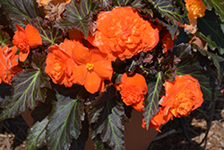 Nonstop Mocca Bright Orange Begonia (Begonia 'Nonstop Mocca Bright Orange') at Echter's Nursery & Garden Center