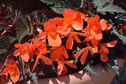 Unstoppable Upright Fire Begonia (Begonia 'Unstoppable Upright Fire') at Echter's Nursery & Garden Center