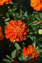 Alumia Red Marigold (Tagetes patula 'Alumia Red') at Echter's Nursery & Garden Center