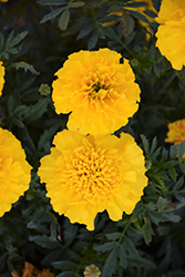 Bonanza Yellow Marigold (Tagetes patula 'Bonanza Yellow') at Echter's Nursery & Garden Center