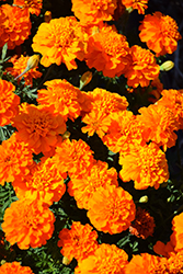 Bonanza Deep Orange Marigold (Tagetes patula 'PAS1220004') at Echter's Nursery & Garden Center