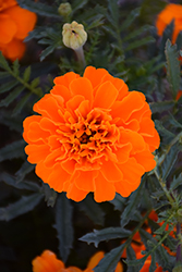 Bonanza Deep Orange Marigold (Tagetes patula 'PAS1220004') at Echter's Nursery & Garden Center