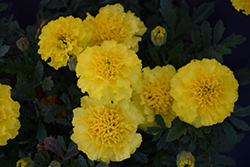Hot Pak Yellow Marigold (Tagetes patula 'PAS1077396') at Echter's Nursery & Garden Center