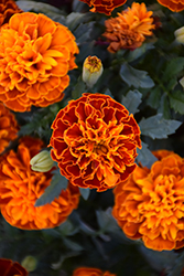 Hot Pak Harmony Marigold (Tagetes patula 'PAS1077387') at Echter's Nursery & Garden Center