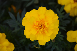 Durango Yellow Marigold (Tagetes patula 'Durango Yellow') at Echter's Nursery & Garden Center