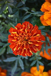 Durango Red Marigold (Tagetes patula 'Durango Red') at Echter's Nursery & Garden Center