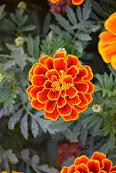 Durango Flame Marigold (Tagetes patula 'Durango Flame') at Echter's Nursery & Garden Center