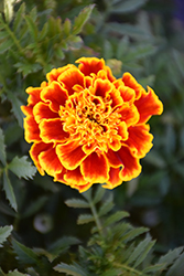 Durango Bee Marigold (Tagetes patula 'Durango Bee') at Echter's Nursery & Garden Center