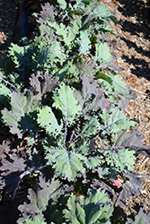 Red Russian Kale (Brassica napus var. pabularia 'Red Russian') at Echter's Nursery & Garden Center