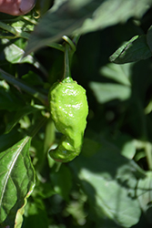 Bhut Jolokia Hot Pepper (Capsicum chinense 'Bhut Jolokia') at Echter's Nursery & Garden Center