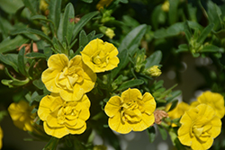 MiniFamous Double Deep Yellow Calibrachoa (Calibrachoa 'MiniFamous Double Deep Yellow') at Echter's Nursery & Garden Center