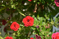 MiniFamous Double Compact Red Calibrachoa (Calibrachoa 'MiniFamous Double Compact Red') at Echter's Nursery & Garden Center