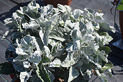 Crushed Velvet Senecio (Senecio 'Crushed Velvet') at Echter's Nursery & Garden Center