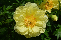 Sequestered Sunshine Peony (Paeonia 'Sequestered Sunshine') at Echter's Nursery & Garden Center