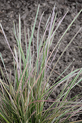 Northern Lights Tufted Hair Grass (Deschampsia cespitosa 'Northern Lights') at Echter's Nursery & Garden Center