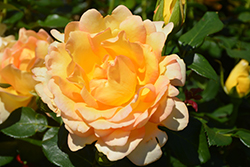 Gold Struck Rose (Rosa 'Gold Struck') at Echter's Nursery & Garden Center