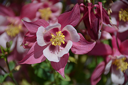Origami Rose and White Columbine (Aquilegia 'Origami Rose and White') at Echter's Nursery & Garden Center