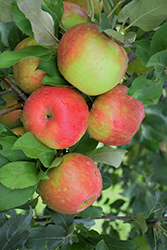 Honeycrisp Apple (Malus 'Honeycrisp') at Echter's Nursery & Garden Center