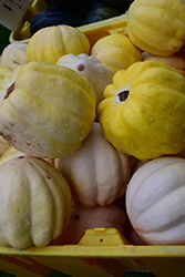 Cream of the Crop Squash (Cucurbita pepo var. turbinata 'Cream of the Crop') at Echter's Nursery & Garden Center