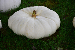 Flat White Boer Pumpkin (Cucurbita maxima 'Flat White Boer') at Echter's Nursery & Garden Center