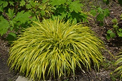 Golden Variegated Hakone Grass (Hakonechloa macra 'Aureola') at Echter's Nursery & Garden Center