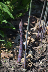 Purple Passion Asparagus (Asparagus 'Purple Passion') at Echter's Nursery & Garden Center