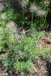 Pasqueflower (Pulsatilla vulgaris) at Echter's Nursery & Garden Center